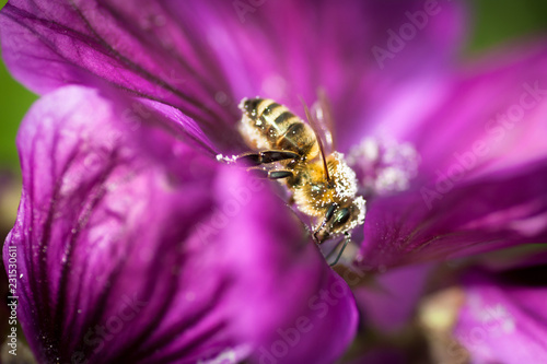 Biene sitzt in Malvenblüte, Nahaufnahme