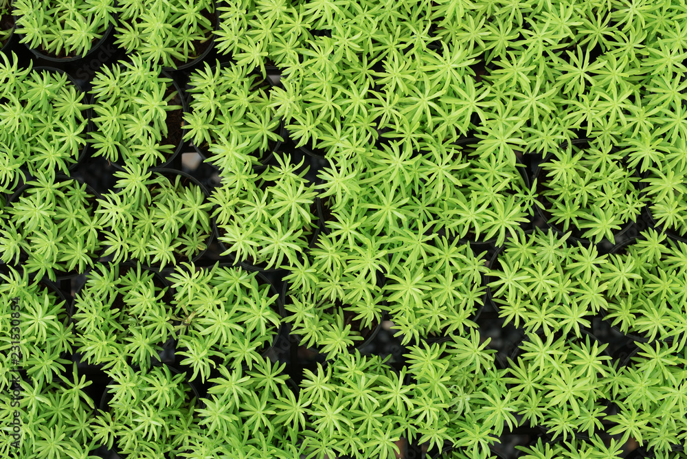 Top view small tree plant in pot texture background,Nature concept Top view small tree plant in pot texture background,Nature concept