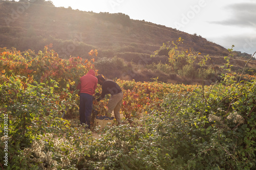 Workers in a vineyard in autumn