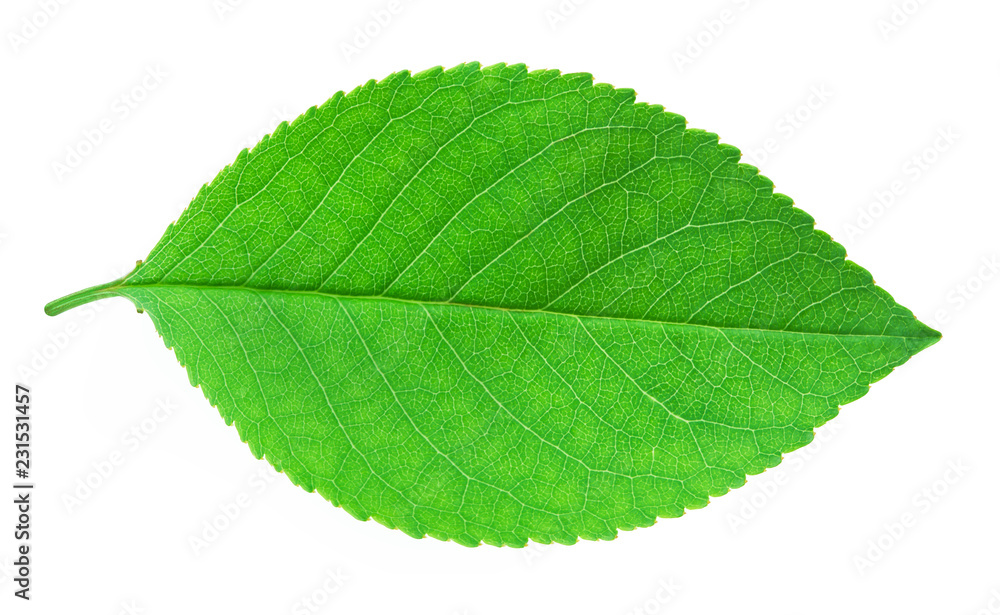 Fototapeta premium Cherry leaf isolated on a white background with clipping path. One of the best isolated cherry leaves that you have seen.