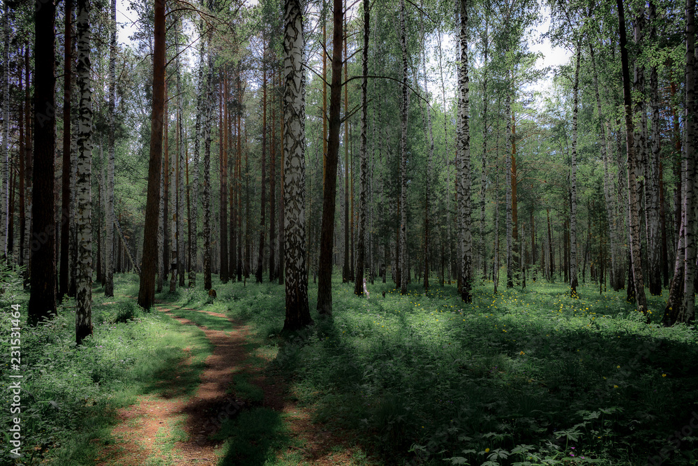 Obraz premium path in forest