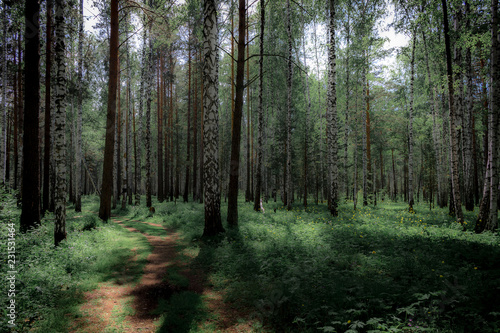 path in forest © Алексей Егорычев