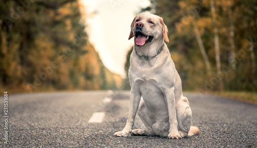 Happy Labrador Dog sitting on the road in the fall © Roman