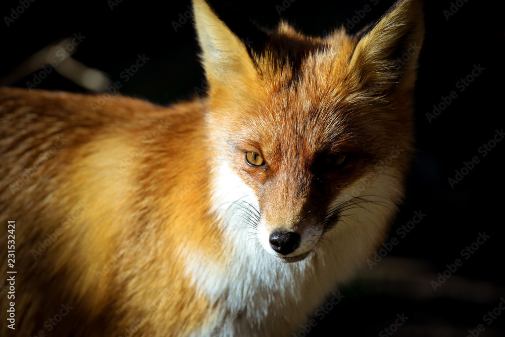 Fototapeta premium lis