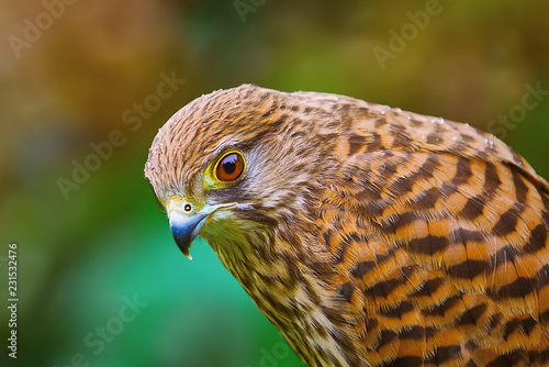 Common Kestrel (Falco Tinnunculus)