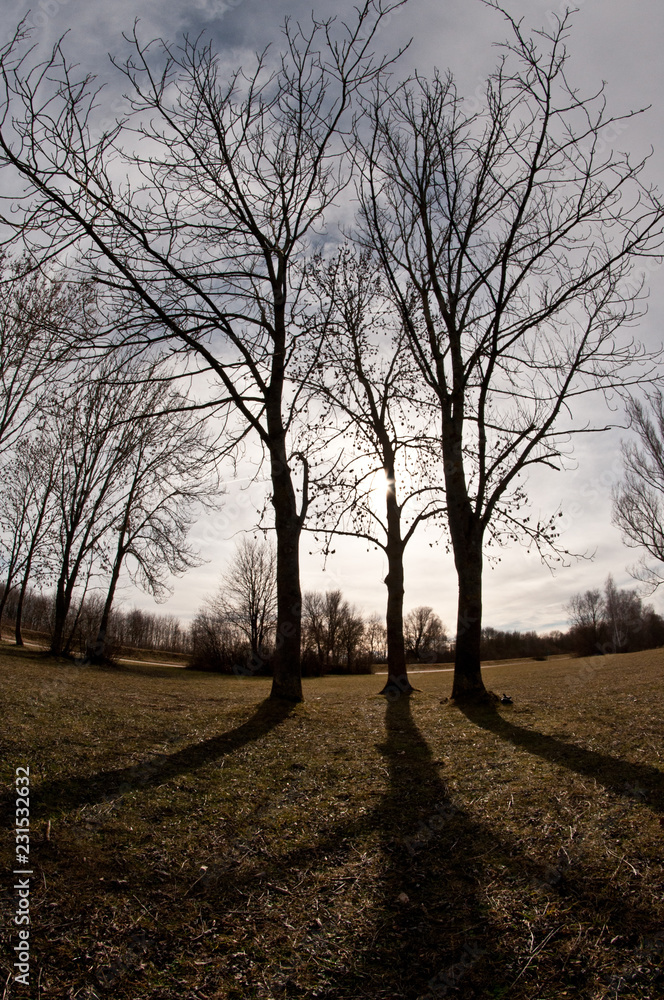 Drei kahle Bäume ragen in den Himmel Drei kahle Bäume ragen in den Himmel