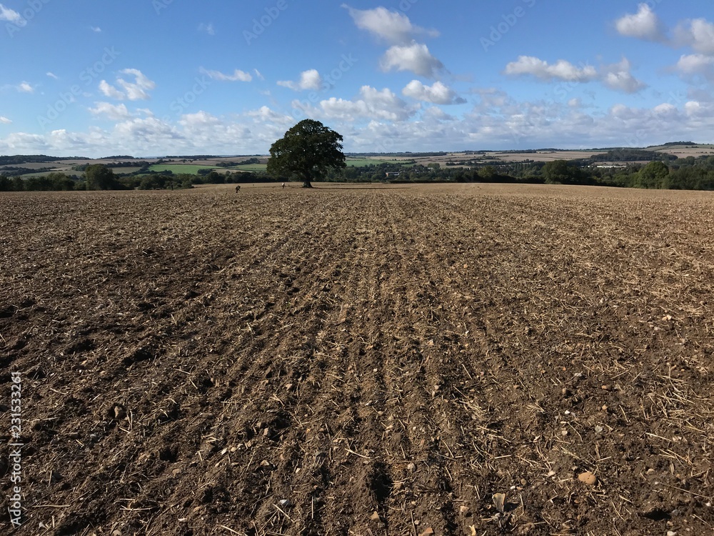 Single oak tree in a ploughed field, Wiltshire, England. 