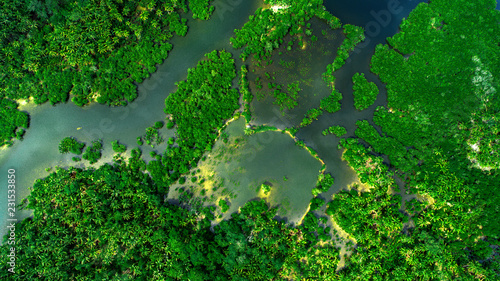 Aerial view of mangrove forest and river on the Siargao island. Philippines photo
