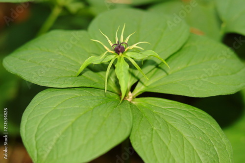 This toxic plant (herb), Paris quadrifolia, belong Eurasian species in the family Melanthiaceae, Liliaceae or Trillium. It produces one blue berry (like blueberry), which is poisonous.