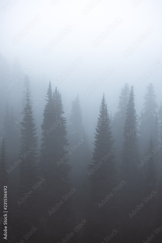 misty mountain forest