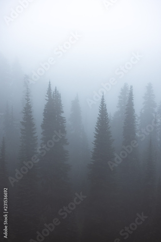 misty mountain forest © Selene Miller