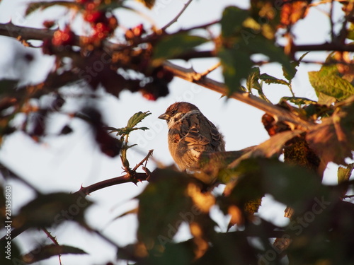 little bird in the thickets of the autumn garden