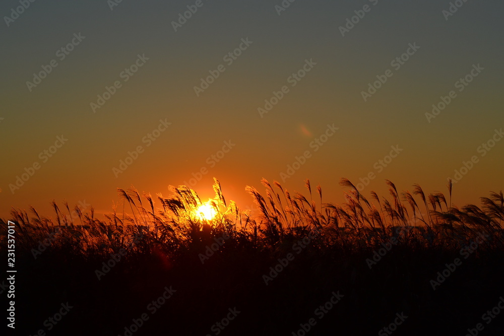 sunset grass sea oats glowing