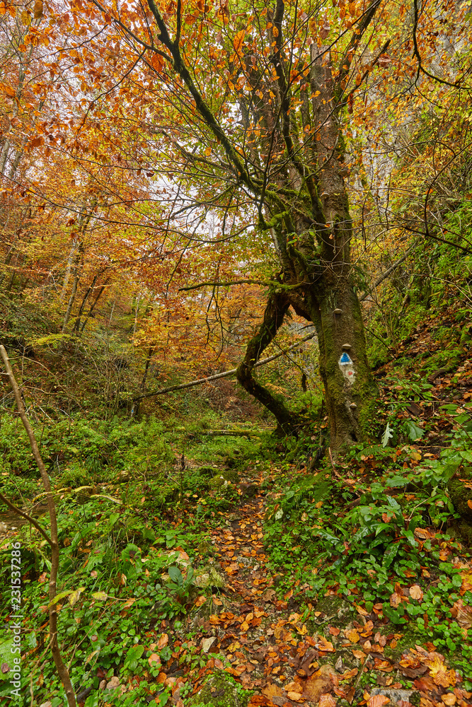 Fototapeta premium River flowing through colorful forest