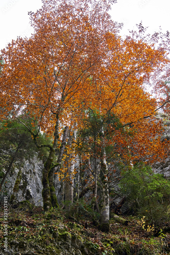 Fall landscape with colorful trees