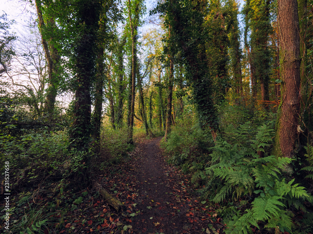Obraz premium Autumn forest morning,Northern Ireland
