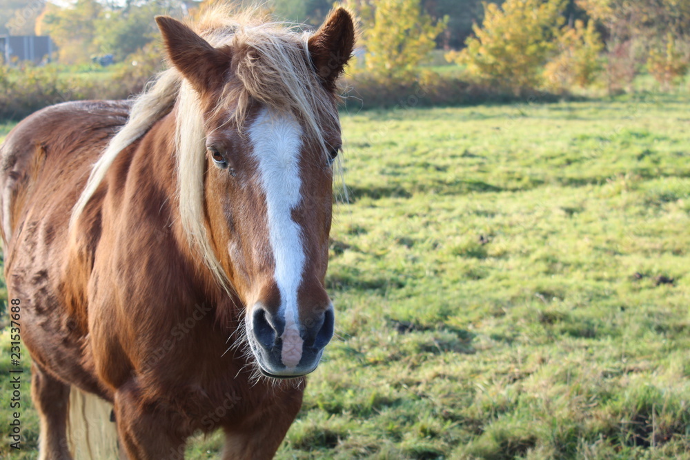 Obraz premium an old horse on the autumnal pasture