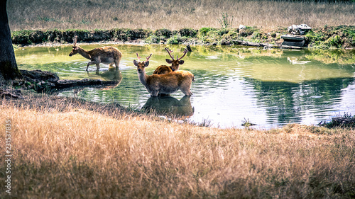 Fototapeta Cervidés plan d'eau