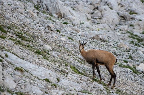 chamois looking into camera