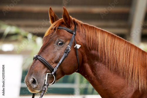 Fototapeta Naklejka Na Ścianę i Meble -  Headshot close up of a thoroughbred stallion in natural lights