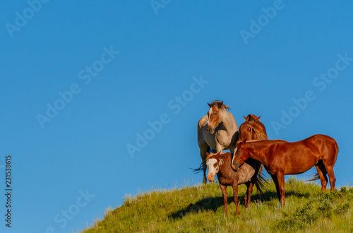 Four Wild Horses Stand Atop Grassy Hill