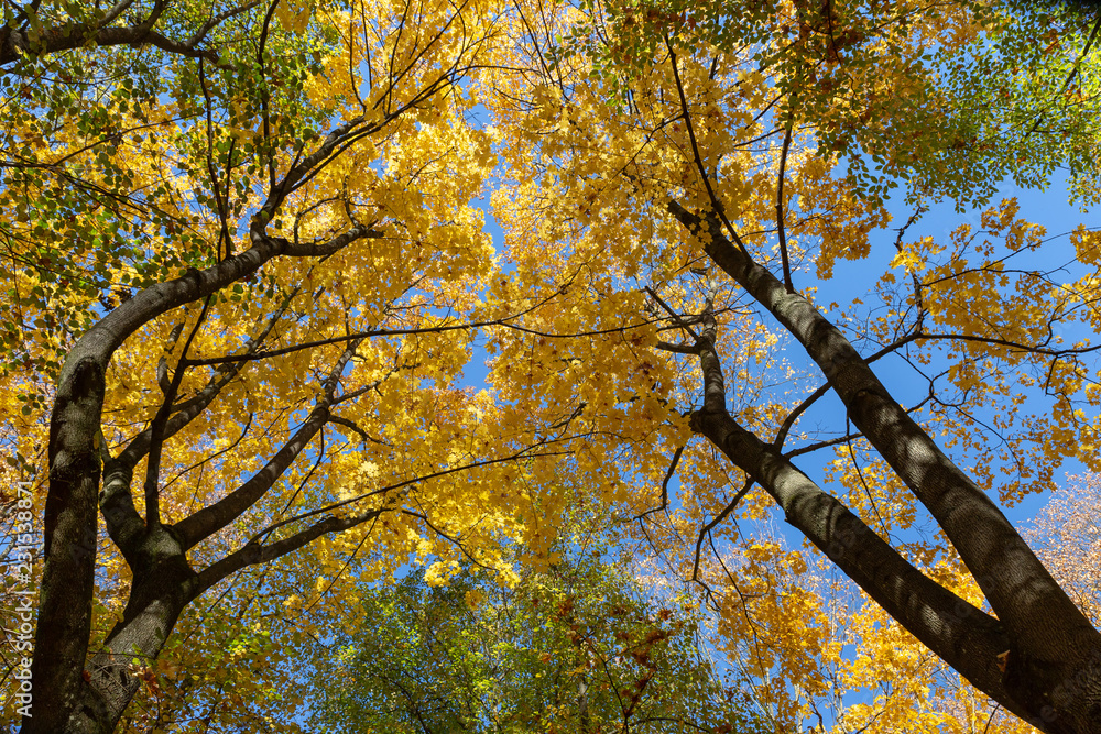 Autumn trees and blue sky Autumn trees and blue sky