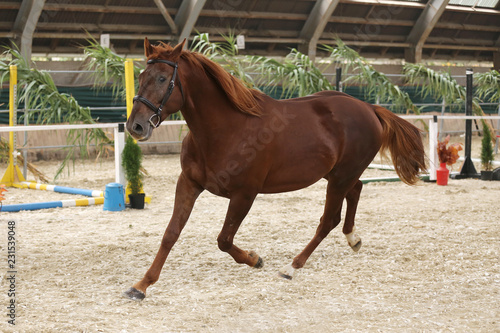 Purebred stallion runs alone in the riding hall