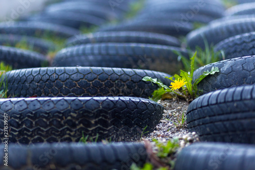 Dandelion and tires