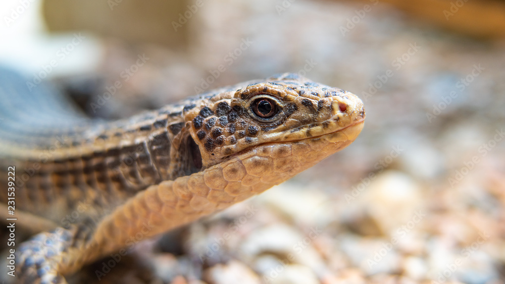 Naklejka premium gekko portrait