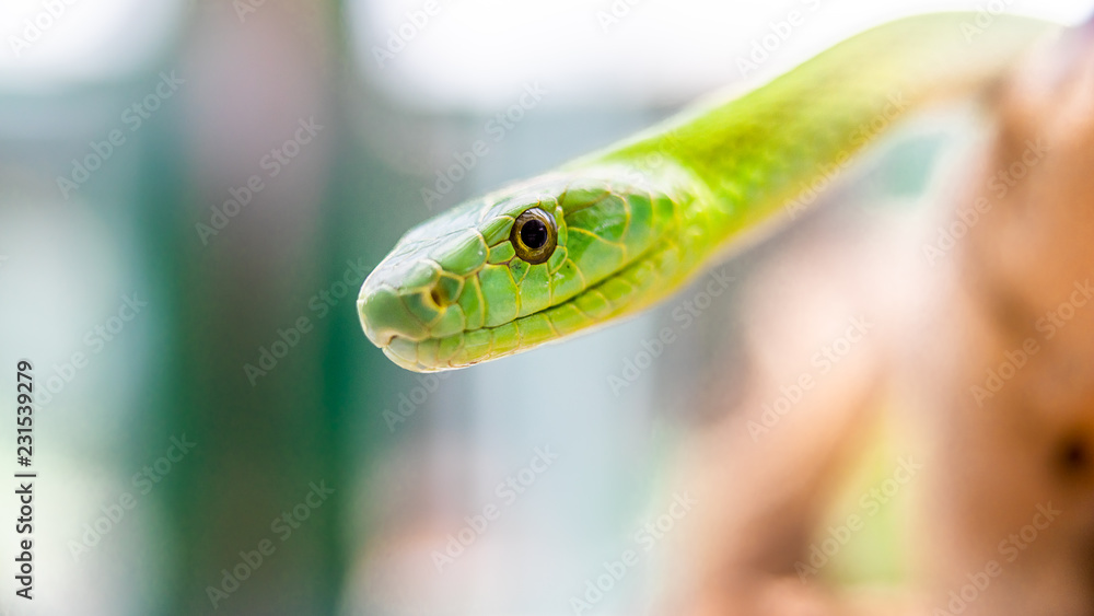 Fototapeta premium couleuvre verte