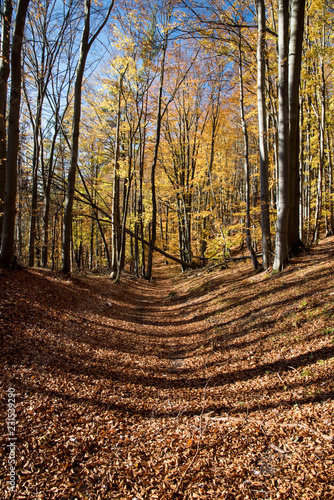 autumn colorful forest with fallen leaves and clear sky