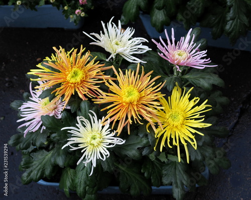 Tablou pe pânză chrysanthèmes jaunes et blancs