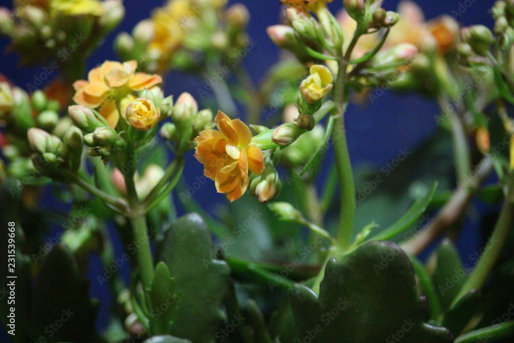 Dão vida à nossa casa