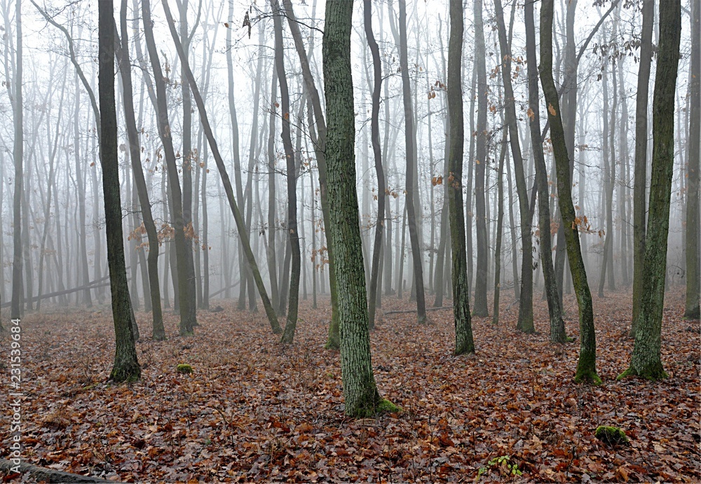forest and fog forest and fog