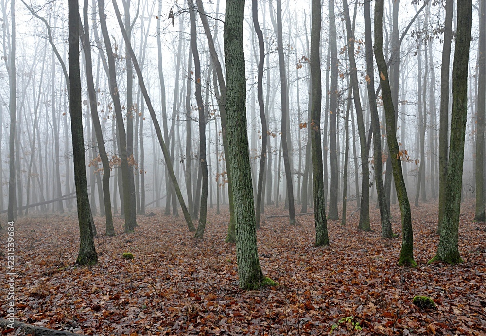 forest and fog