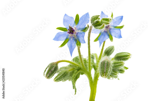 Fototapeta Naklejka Na Ścianę i Meble -  borageo isolated