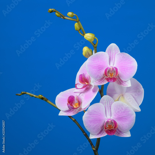 Inflorescence of butterfly orchid on blue background