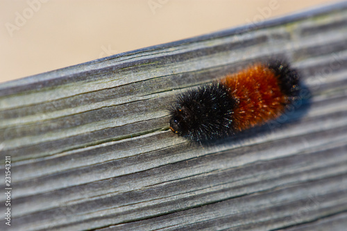 Woolybear Caterpillar on a Bench Macro.