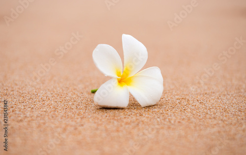 frangipani flower on the sand