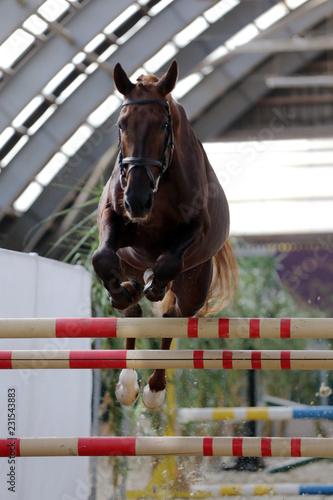 Beautiful young purebred horse jump over barrier. Free jumping in the riding hall