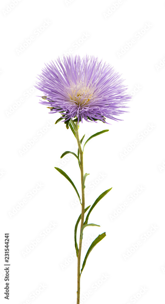 Obraz premium chrysanthemum flower isolated