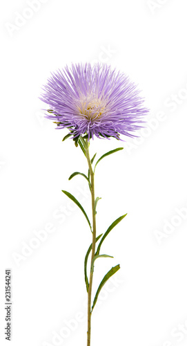 chrysanthemum flower isolated