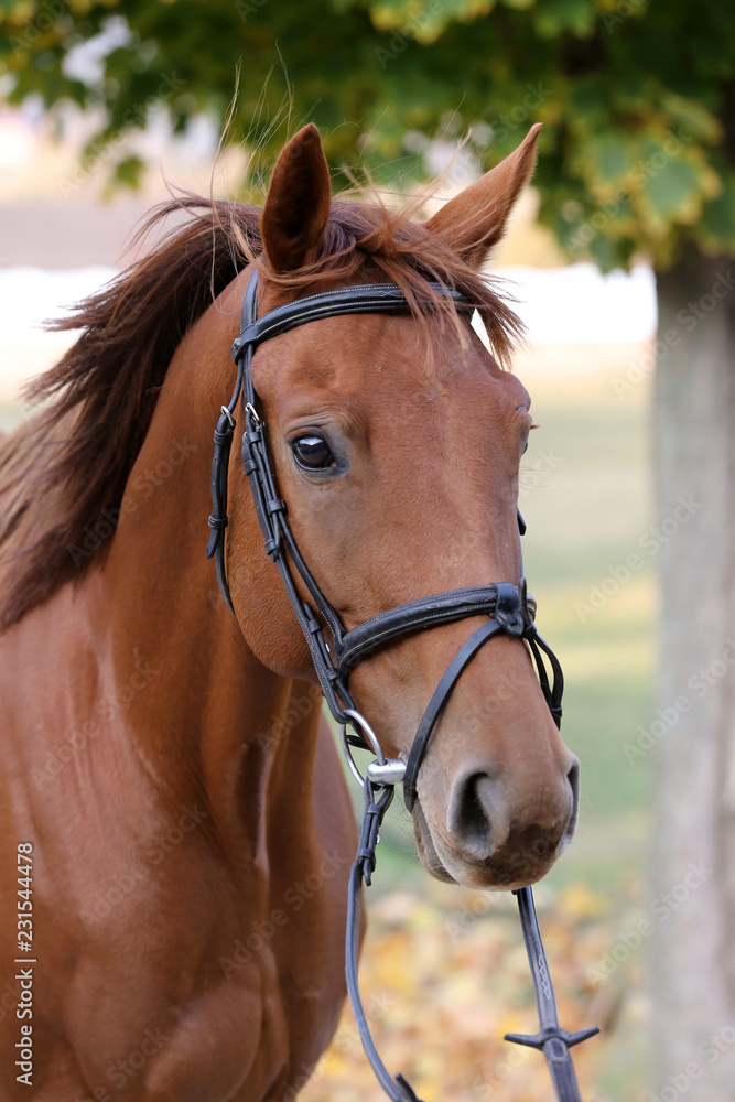 Side view portrait close up of a beautiful sport horse on natural background, at an unknown riding hall Side view portrait close up of a beautiful sport horse on natural background, at an unknown riding hall