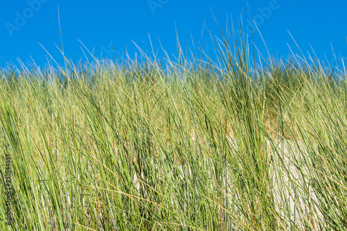 Sea dunes with blue sky in summer day near the Hague in the Netherlands. Green and blue nature or vacation tranquil background. 
