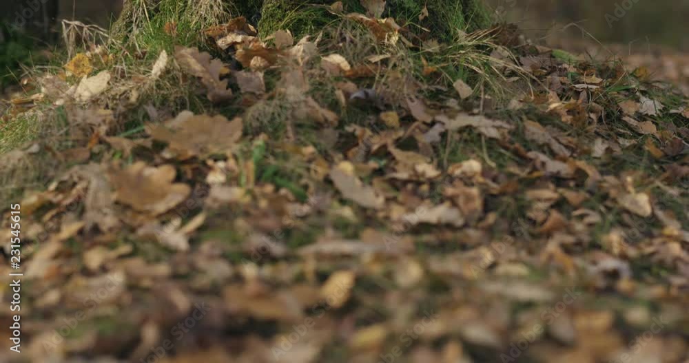 Slow motion pan autumn wild park with birch trees low angle Slow motion pan autumn wild park with birch trees low angle