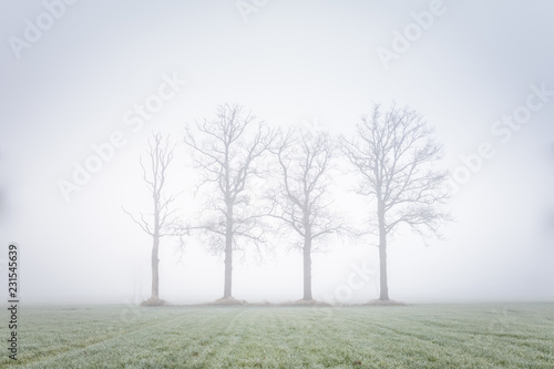 Four big trees in a mystic landcsape in the green meadow photo