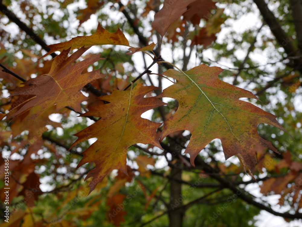 Autumn Colors in a Public Park. Fall. Autumnal Foliage. Autumn Colors in a Public Park. Fall. Autumnal Foliage.