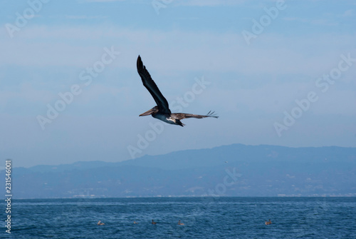 Brown pelican flying over the pacific
