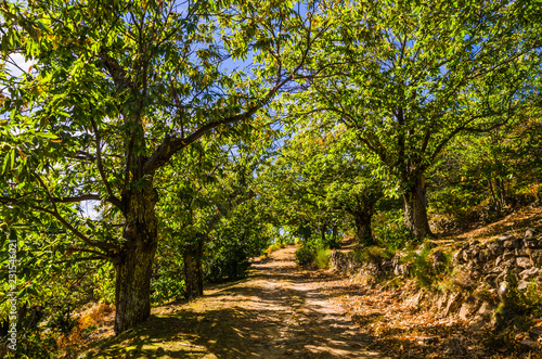 chemin dans une châtaigneraie