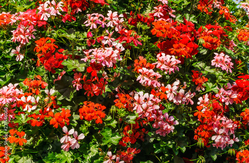 A huge bush of geranium planted in pots on a pole.The decoration of the city.Gardening